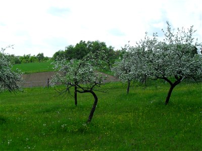 Apple trees in Permise (Kétvölgy), in the Žöjlin field (Doncsecz family)