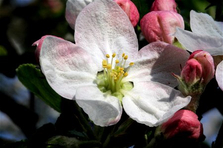 Flower of Apple tree (Malus domestica), east Bohemia, Czech Republic photo