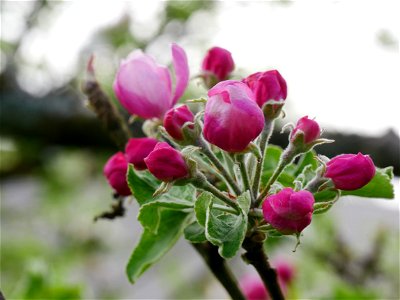 Maunzen Freilichtmuseum Roscheider Hof Blüten photo