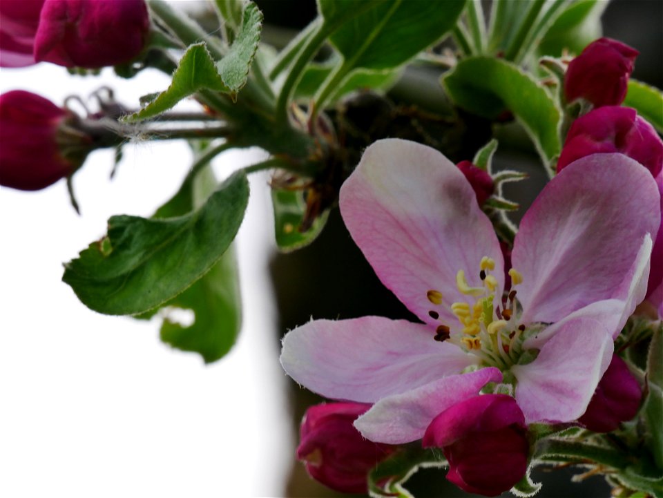 Maunzen Freilichtmuseum Roscheider Hof Blüten photo