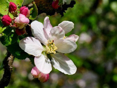 Minister von Hammerstein Freilichtmuseum Roscheider Hof Blüte photo