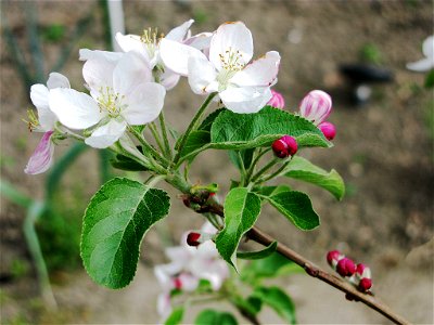 Pinova in blossom photo