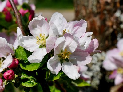 Minister von Hammerstein Freilichtmuseum Roscheider Hof Blüte photo