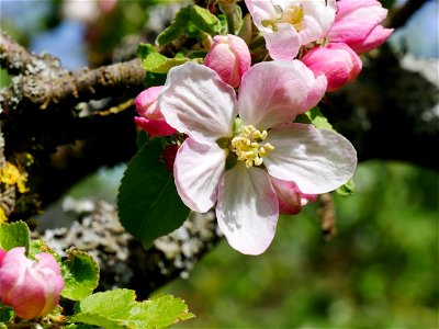 Minister von Hammerstein Freilichtmuseum Roscheider Hof Blüte