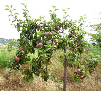 Apple tree with apples, Castelltallat, Catalonia photo