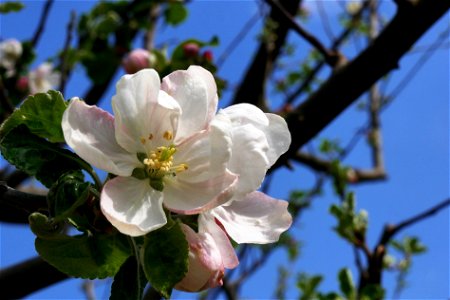 Rheinischer Winterrambur Freilichtmuseum Roscheider Hof, Blüten photo