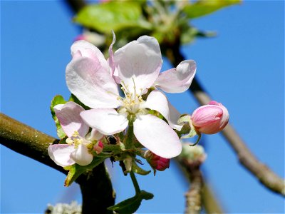 Rote Sternrenette Freilichtmuseum Roscheider Hof Blüte photo