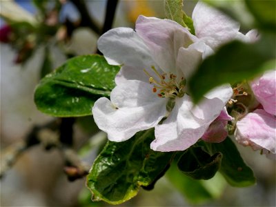 Schöner aus Nordhausen Freilichtmuseum Roscheider Hof Blüte photo