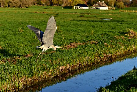 Wing plumage flying photo