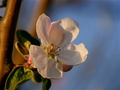 Weisser Klarapfel Freilichtmuseum Roscheider Hof  Blüte