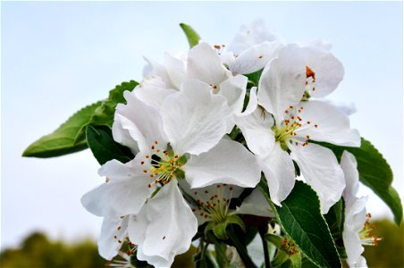 Jangsu Apple flower