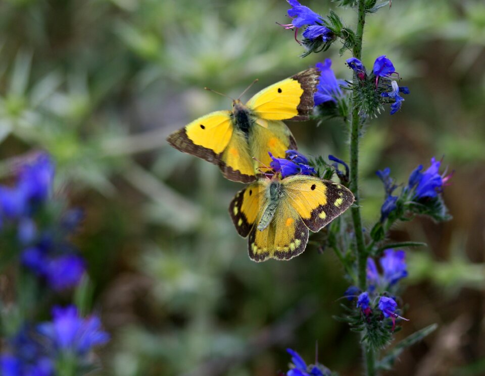 Two insect nature