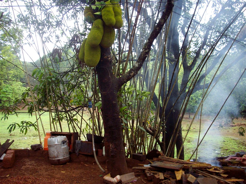 Jackfruit trees are numerous in the Ratnagiri district of Konkan Maharashtra in India.