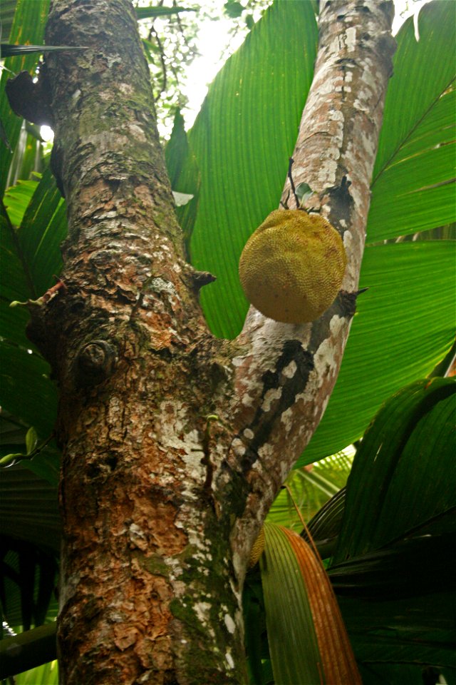 Artocarpus heterophyllus ("Jackfruit") in Vallee de Mai, Seychelles