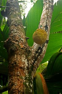 Artocarpus heterophyllus ("Jackfruit") in Vallee de Mai, Seychelles photo