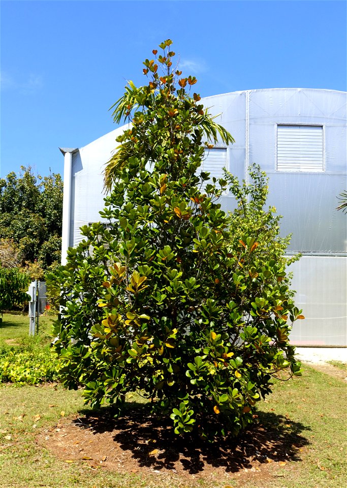 Plant specimen in the Fruit and Spice Park - Homestead, Florida, USA. photo
