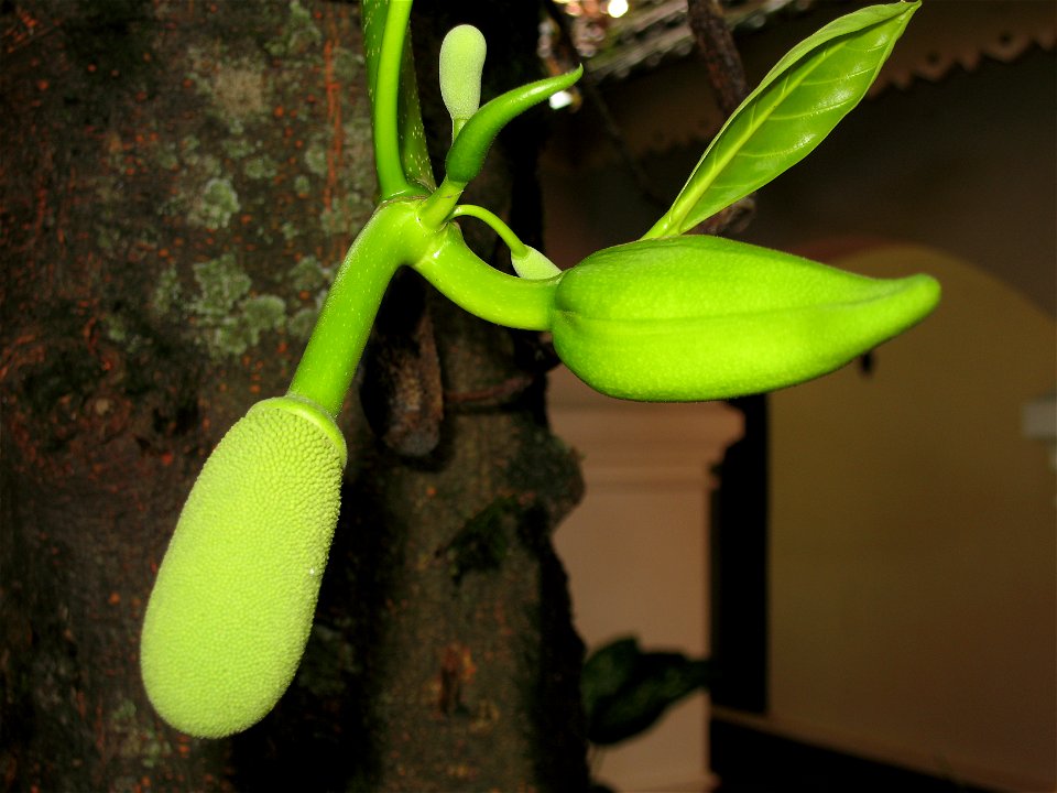 Jackfruit photo