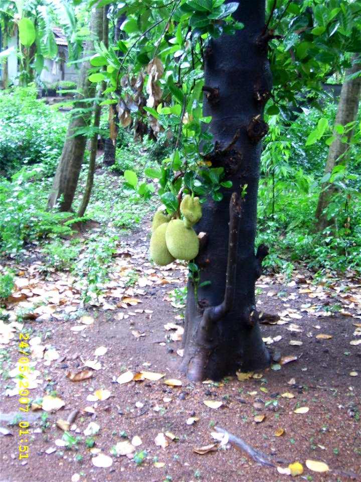 Jack Fruit photo