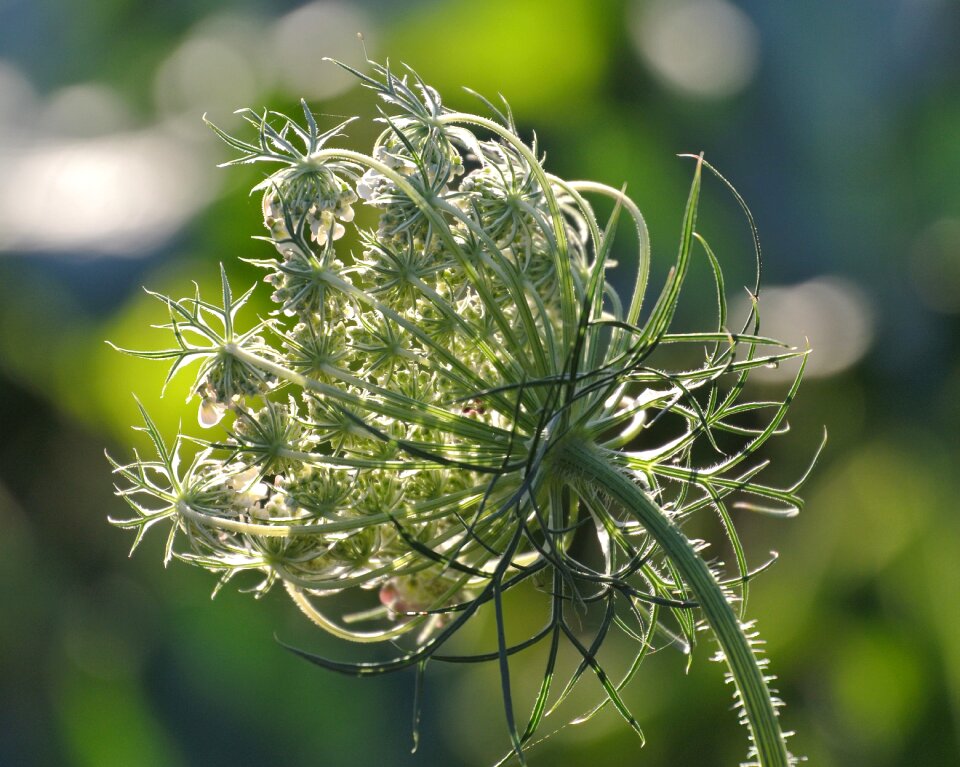 Bloom backlighting wild plant