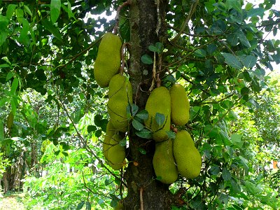A jackfruit tree in the Indian state of Kerala. photo