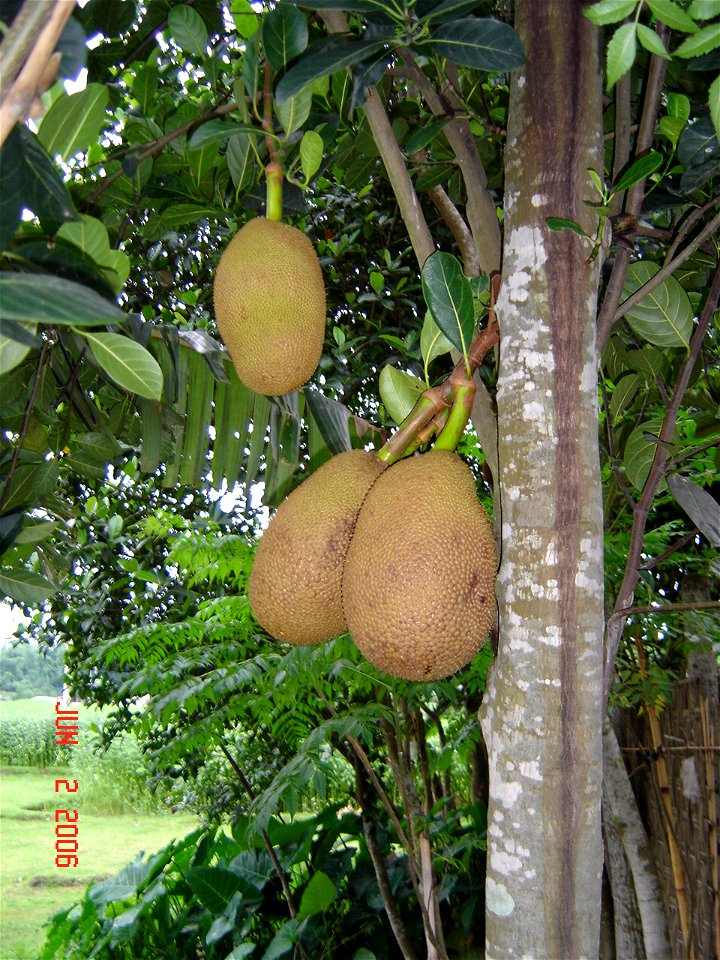 Kathal