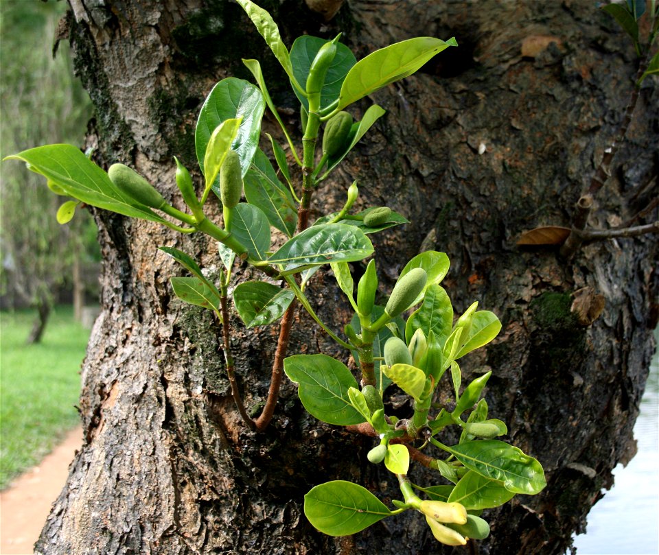 Artocarpus heterophyllus