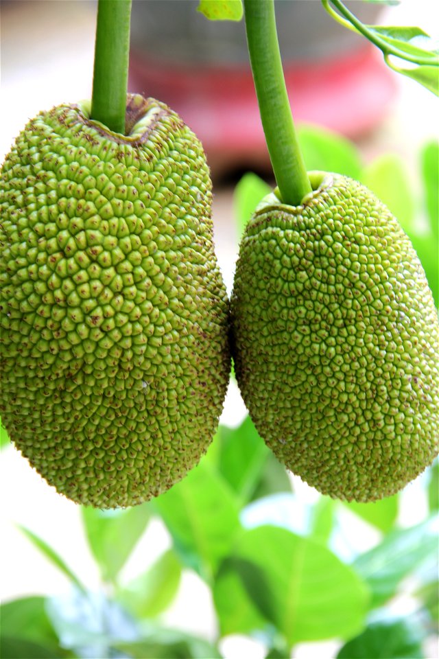 Hình tự chụp về một giống mít Việt Nam