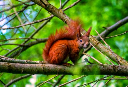 Red squirrel forest natural photo