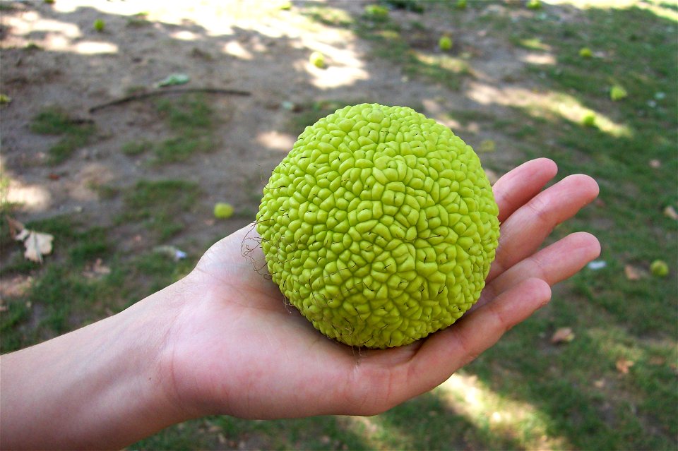Una vista cercana al fruto del árbol del pan; This is the fruit of Maclura pomifera - not breadfruit.

Wolf Roland