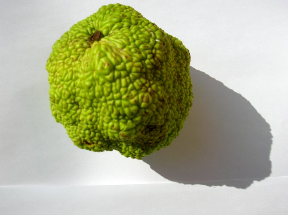 Frutto sconosciuto (forse Maclura pomifera), da albero esotico a Villa Borghese (Roma)