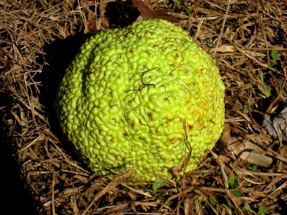 Maclura pomifera specimen in Lasdon Park and Arboretum, Somers, New York, USA.