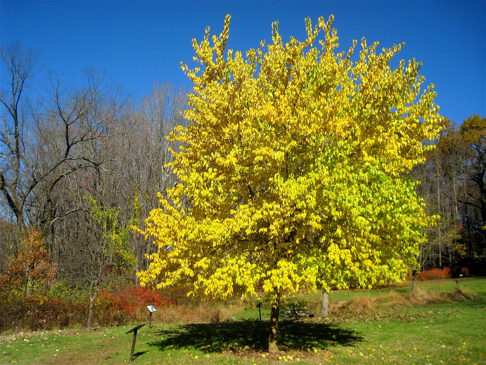 Maclura pomifera specimen in Lasdon Park and Arboretum, Somers, New York, USA.