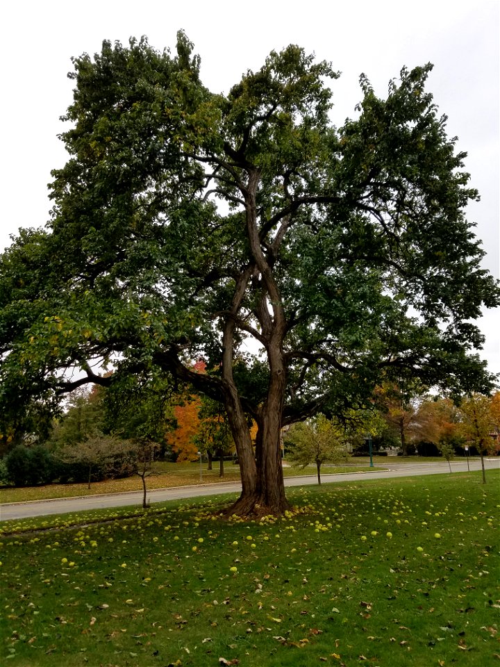 Westover Park
Upper Arlington, Ohio