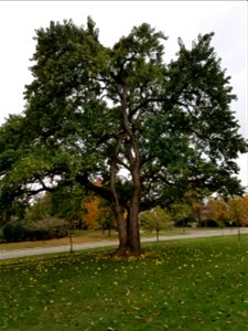 Westover Park
Upper Arlington, Ohio