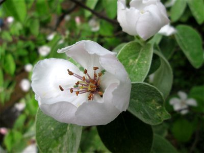 Quittenblüte (Cydonia oblonga) in einem Garten in Hockenheim