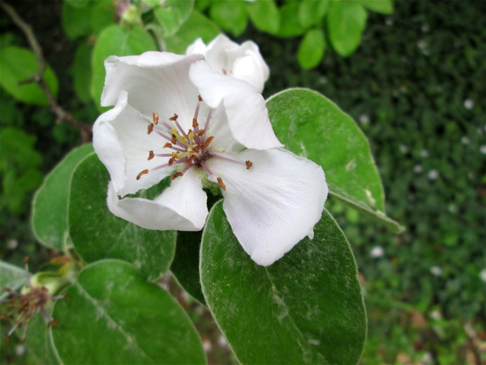 Quittenblüte (Cydonia oblonga) in einem Garten in Hockenheim