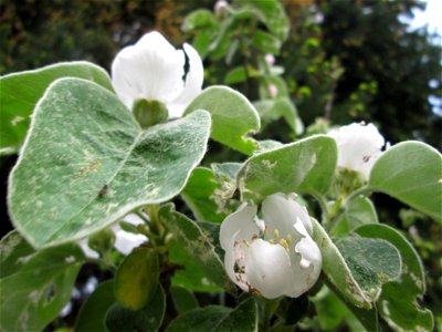 Quittenblüte (Cydonia oblonga) in einem Garten in Hockenheim - ursprünglich aus dem östlichen Kaukasus und dem Transkaukasus - in Mitteleuropa seit dem 9. Jahrhundert als Kulturbaum angepflanzt
