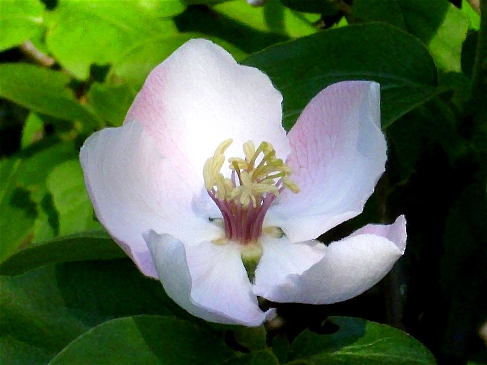 Cydonia oblonga flower close up, Dehesa Boyal de Puertollano, Spain