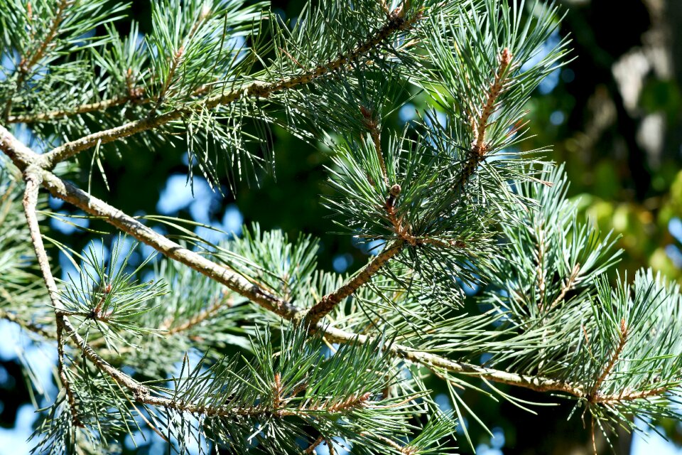 Green sunlight dappled