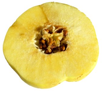 Cydonia oblonga fruit cut