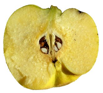 Cydonia oblonga fruit cut