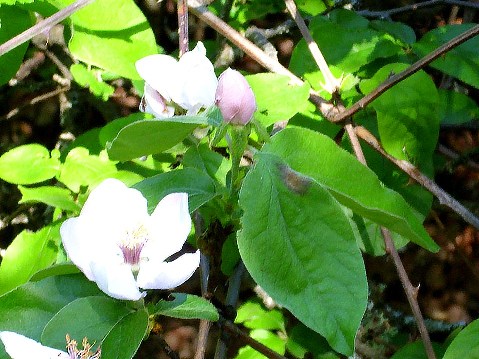 Cydonia oblonga flowers and leaves, Dehesa Boyal de Puertollano, Spain