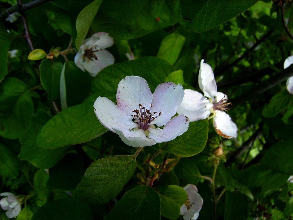 Quince flower, Cydonia oblonga, Catalonia
