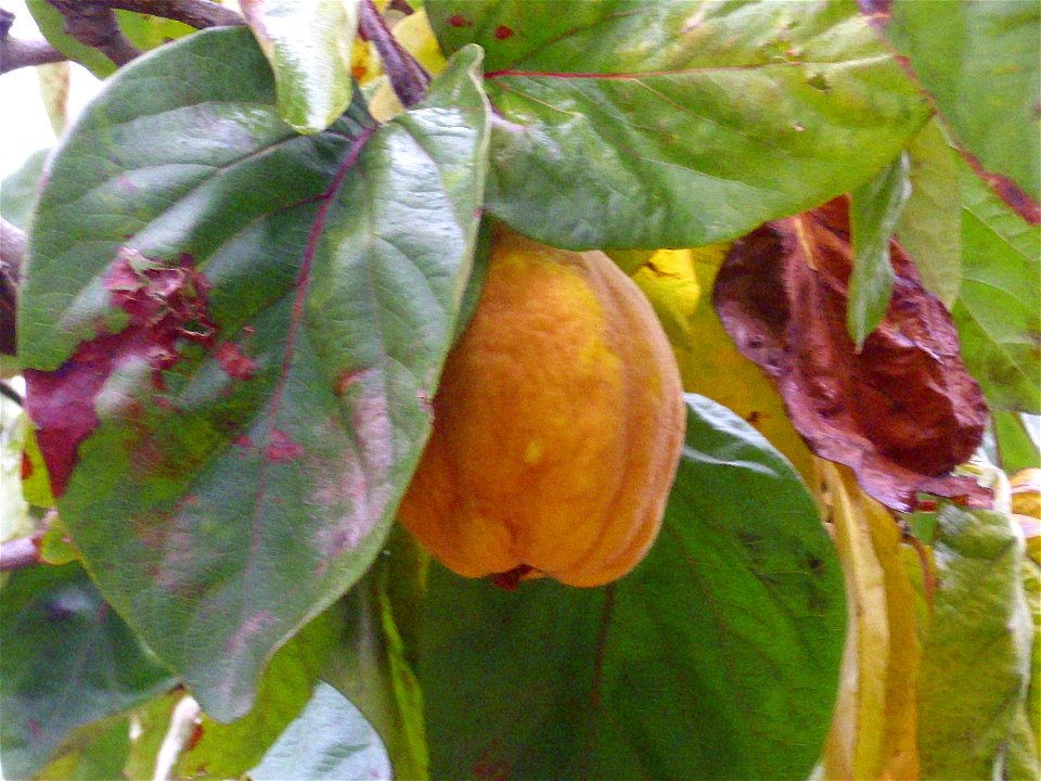 Cydonia oblonga fruit and leaves, Dehesa Boyal de Puertollano, Spain