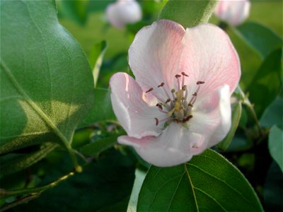 Quince Blossom photo