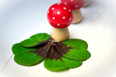 Four leaf clover luck new year's day photo