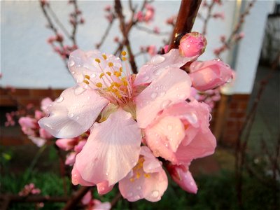 Mandelblüte (Prunus dulcis) in Hockenheim