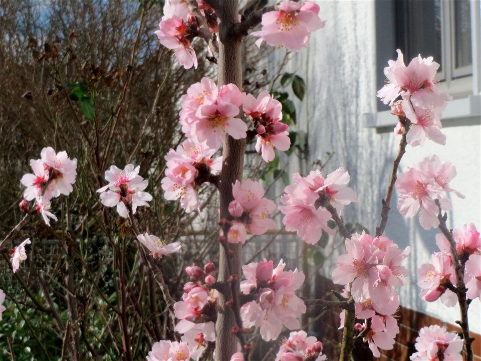 Mandelblüte (Prunus dulcis) in Hockenheim