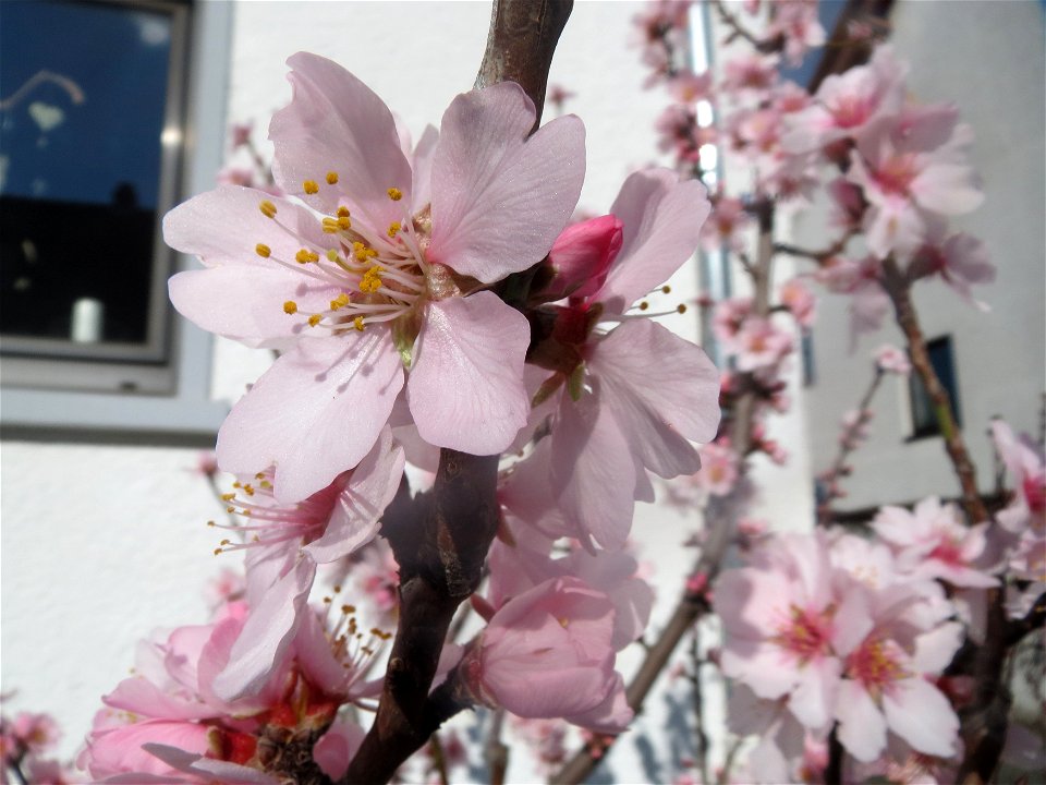 Mandelblüte (Prunus dulcis) in Hockenheim