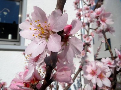 Mandelblüte (Prunus dulcis) in Hockenheim